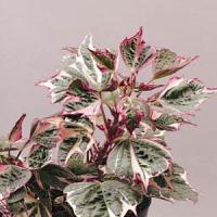 IPOMOEA TRICOLOUR (POTATO VINE) - 4.5" - Springbank Greenhouses