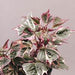 IPOMOEA TRICOLOUR (POTATO VINE) - 4.5" - Springbank Greenhouses