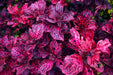 IRESINE RED HEART - 4" - Springbank Greenhouses