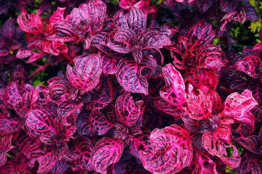 IRESINE RED HEART - 4" - Springbank Greenhouses