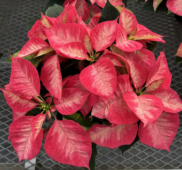 POINSETTIA - LARGE