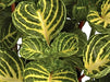 IRESINE VARIEGATED HEART - 4" - Springbank Greenhouses