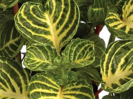 IRESINE VARIEGATED HEART - 4" - Springbank Greenhouses