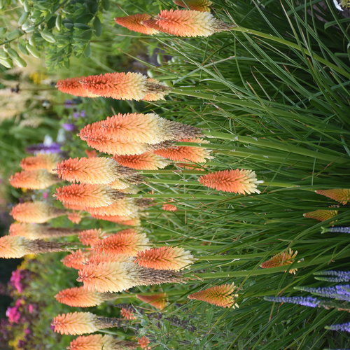 KNIPHOFIA HOT AND COLD (RED HOT POKER) - 1 Gallon