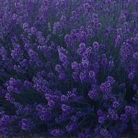 LAVANDULA MUNSTEAD (LAVENDER) - 1 Gallon - Springbank Greenhouses