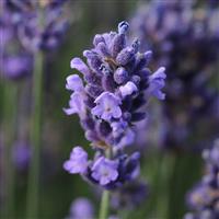 LAVANDULA SUPER BLUE (LAVENDER) - 1 Gallon - Springbank Greenhouses