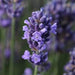 LAVANDULA SUPER BLUE (LAVENDER) - 1 Gallon - Springbank Greenhouses