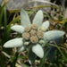 LEONTOPODIUM ALPINUM (EDELWEISS) - Quart - Springbank Greenhouses