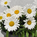 LEUCANTHEMUM BETSY (SHASTA DAISY) - 5.5" - Springbank Greenhouses