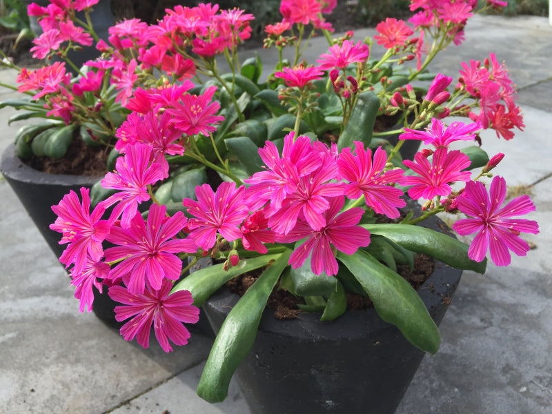 LEWISIA ELISE RUBY RED - 1 Gallon