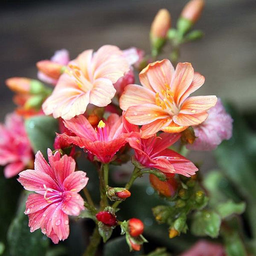 LEWISIA SUNSET STRAIN - 1 Gallon - Springbank Greenhouses