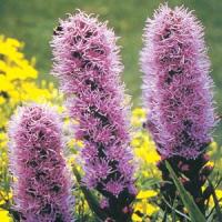 LIATRIS KOBOLD (BLAZING STAR) - 1 gallon - Springbank Greenhouses