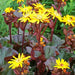 LIGULARIA BBQ BANANA (RAGWORT) - 1 gallon - Springbank Greenhouses
