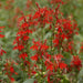 LOBELIA CARDINALIS (CARDINAL FLOWER) - 1 Gallon - Springbank Greenhouses