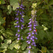 LOBELIA SIPHILITICA (CARDINAL FLOWER) - 1 Gallon (Copy) - Springbank Greenhouses