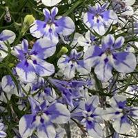 LOBELIA STRATUS DELFT BLUE (UPRIGHT) - 4.5" - Springbank Greenhouses