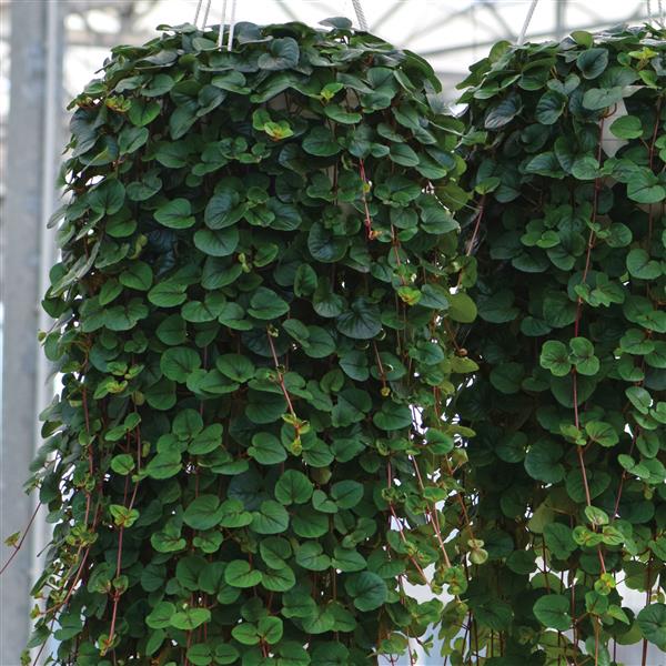 LYSIMACHIA - SUNBURST - CREEPING JENNY - 4"