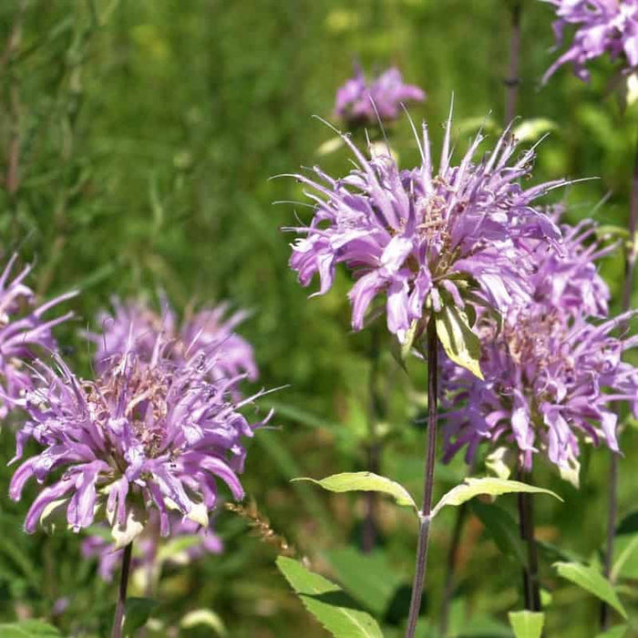 MONARDA FISTULOSA (WILD BERGAMONT) - Quart