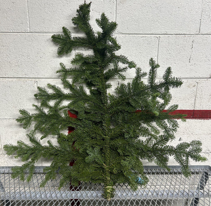 NOBLE FIR BOUGHS - 3 LBS