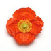 PAPAVER NUDICALE CHAMPAGNE BUBLLES SERIES (ICELANDIC POPPY) - Quart - Springbank Greenhouses