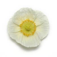 PAPAVER NUDICALE CHAMPAGNE BUBLLES SERIES (ICELANDIC POPPY) - Quart - Springbank Greenhouses