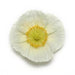 PAPAVER NUDICALE CHAMPAGNE BUBLLES SERIES (ICELANDIC POPPY) - Quart - Springbank Greenhouses