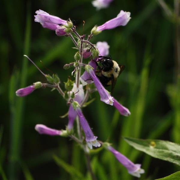 PENSTEMON HIRSUTUS (HAIRY BEARD-TONGUE) - 1 Gallon - Springbank Greenhouses
