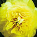 PEONY ITOH BARTZELLA (INTERSECTIONAL PEONY)- 2 Gallon - Springbank Greenhouses