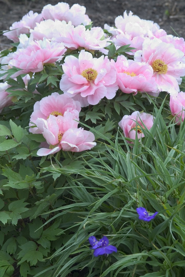 PEONY SUFFRUTICOSA HANAKISOI FLORAL RIVALRY (JAPANESE TREE PEONY)- 2 G ...