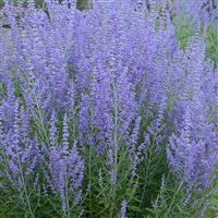 PEROVSKIA BLUE JEAN BABY (RUSSIAN SAGE) - 1 Gallon - Springbank Greenhouses