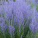 PEROVSKIA BLUE JEAN BABY (RUSSIAN SAGE) - 1 Gallon - Springbank Greenhouses