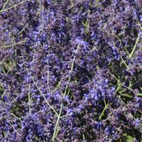 PEROVSKIA CRAZY BLUE (RUSSIAN SAGE) - 1 Gallon - Springbank Greenhouses