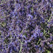 PEROVSKIA CRAZY BLUE (RUSSIAN SAGE) - 1 Gallon - Springbank Greenhouses