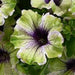 PETUNIA AMAZONAS PLUM COCKATOO - 4.5" - Springbank Greenhouses