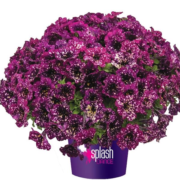 PETUNIA SPLASH DANCE  - 4.5" (3 COLOURS) - Springbank Greenhouses
