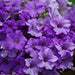 PETUNIA SURFINIA HEAVENLY BLUE - 4.5" - Springbank Greenhouses
