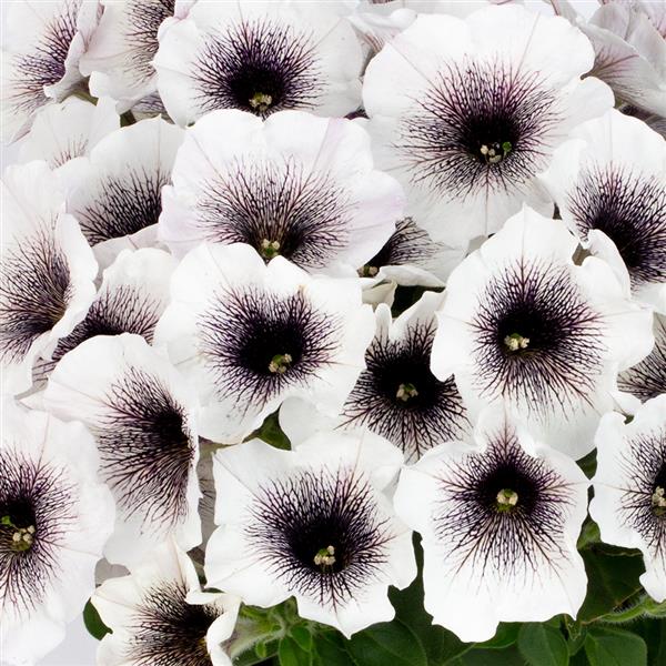 PETUNIA CRAZYTUNIA SERIES (6 colours)- 4.5"