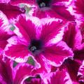PETUNIA CRAZYTUNIA SERIES (6 colours)- 4.5"