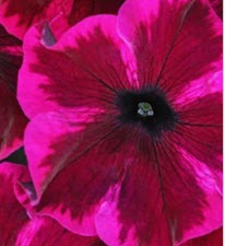 PETUNIA CRAZYTUNIA SERIES (6 colours)- 4.5"