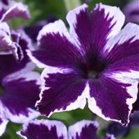 PETUNIA CRAZYTUNIA SERIES (6 colours)- 4.5"