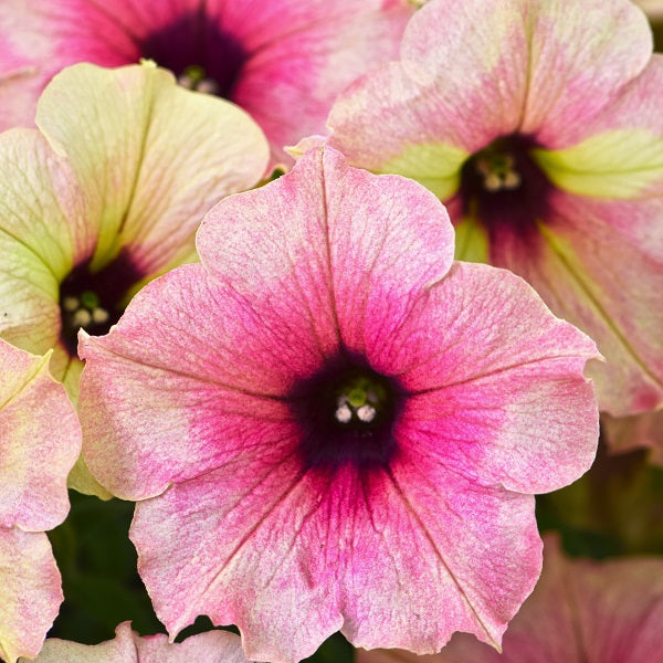 PETUNIA CRAZYTUNIA SERIES (6 colours)- 4.5"
