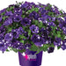 PETUNIA SPLASH DANCE  - 4.5" (3 COLOURS) - Springbank Greenhouses