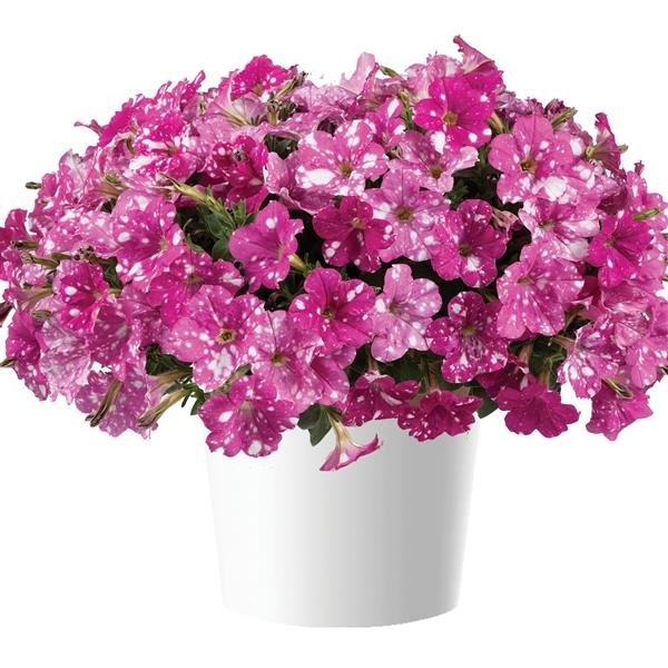 PETUNIA SPLASH DANCE  - 4.5" (3 COLOURS) - Springbank Greenhouses