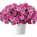 PETUNIA SPLASH DANCE  - 4.5" (3 COLOURS) - Springbank Greenhouses