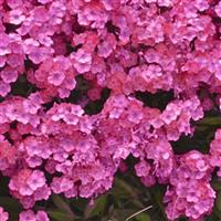 PHLOX GLAMOUR GIRL (GARDEN PHLOX) - 1 Gallon - Springbank Greenhouses
