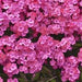 PHLOX GLAMOUR GIRL (GARDEN PHLOX) - 1 Gallon - Springbank Greenhouses