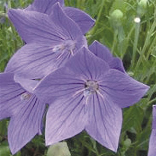 PLATYCODON FUJI BLUE (BALLOON FLOWER) - 1 Gallon - Springbank Greenhouses