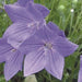 PLATYCODON FUJI BLUE (BALLOON FLOWER) - 1 Gallon - Springbank Greenhouses