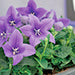 PLATYCODON POP STAR SERIES (BALLOON FLOWER) - 5.5" - Springbank Greenhouses