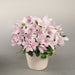 PLATYCODON POP STAR SERIES (BALLOON FLOWER) - 5.5" - Springbank Greenhouses
